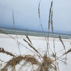 Grand-Mére - Shell Island & Dolphin Cruises
