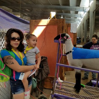 Expo New Mexico - She loved the sheep - Venues & Event Spaces Near Me - Albuquerque, New Mexico