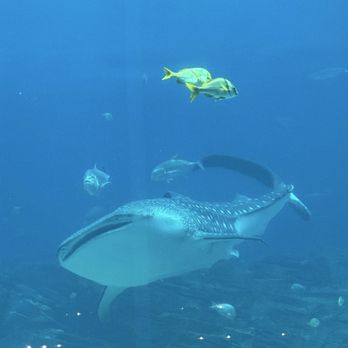 Georgia Aquarium - Aquariums Near Me - Atlanta, Georgia