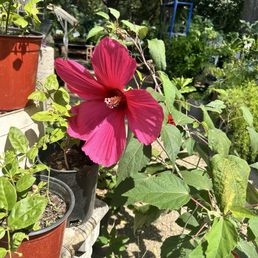 Grande hibiscus