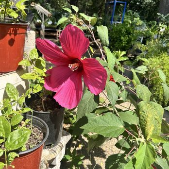 Wilson Landscape Nursery & Florist - Grande hibiscus - Florists Near Me - Helotes, Texas
