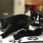 Photo of Hammocks Veterinary Hospital