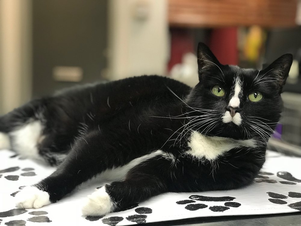 HAMMOCKS VETERINARY HOSPITAL Updated April 2024 37 Photos & 17