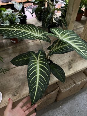 Dahing Plants & Landscaping by null