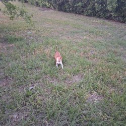 Animal Medical Clinic Of Laurens County - Our family's baby
