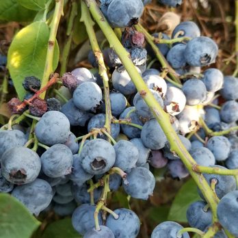 Rancho Notso Grande - More blue berries - Farmers Market Near Me - Hanford, California Rancho Notso Grande - More blue berries - Farmers Market Near Me - Hanford, California