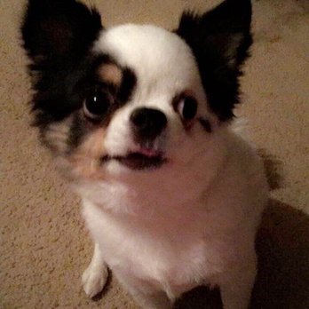 About The Fur Grooming Salon - After his most recent cut - Pet Groomers Near Me