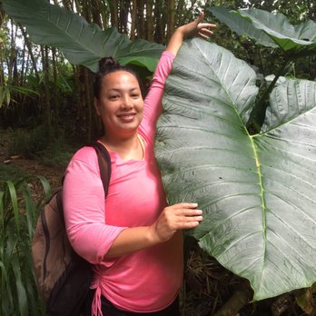 Hike Maui - Elephant ear leaf - Tours Near Me - Kahului, Hawaii