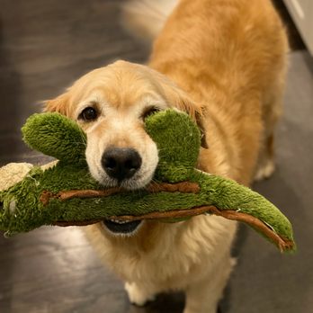 The Pet Professionals - Pet Sitting Near Me The Pet Professionals - Pet Sitting Near Me