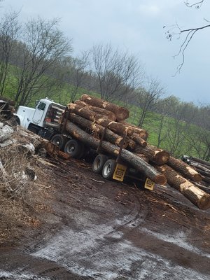 Diamond P Forest Products