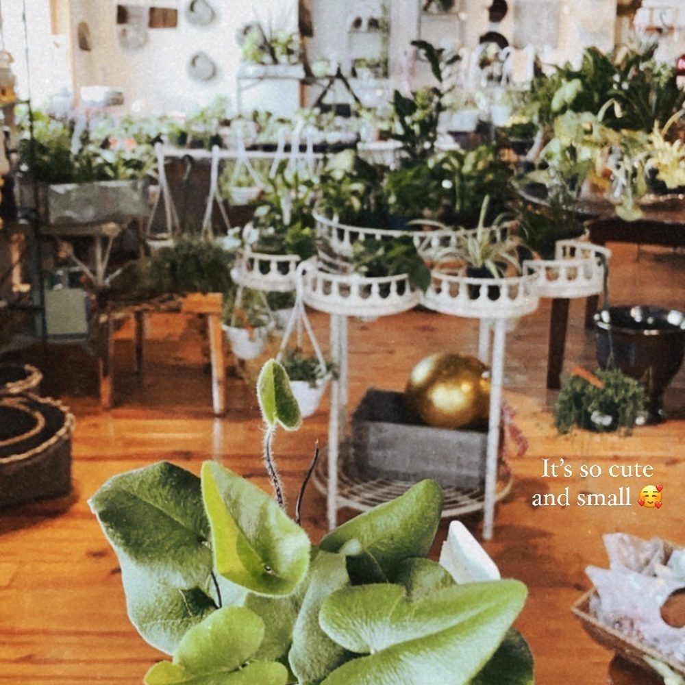 Echobrook Nursery - Upstairs room, indoor plants, decor, pots, fern - Nurseries & Gardening Near Me - Worcester, Massachusetts