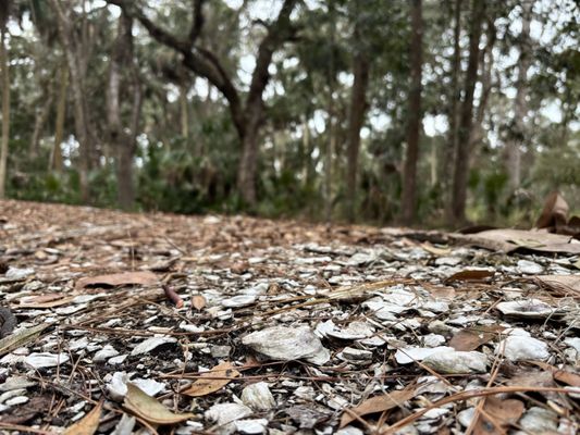 Sea Pines Forest Preserve by null