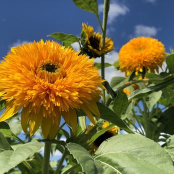 Parlee Farms - Teddy bear sunflowers - Farmers Market Near Me - Tyngsboro, Massachusetts