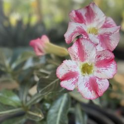 A Place in the Son Nurseries