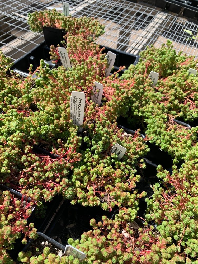 PLANTS OF THE SOUTHWEST Updated October 2024 23 Photos & 24 Reviews