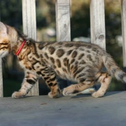 Mighty Bare Sphynx - Brown Spotted Kitten