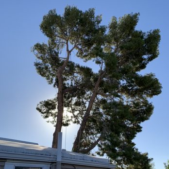 Ascending Tree Care - Tree Services Near Me - Phoenix, Arizona Ascending Tree Care - Tree Services Near Me - Phoenix, Arizona