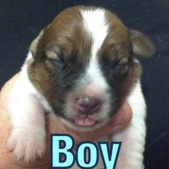 VCA Chatsworth Veterinary Center - THE DAY HE WAS BORN - Veterinarians Near Me - Chatsworth, California VCA Chatsworth Veterinary Center - THE DAY HE WAS BORN - Veterinarians Near Me - Chatsworth, California