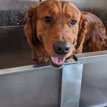 Astoria Dog Wash - Pet Groomers Near Me - Queens, New York Astoria Dog Wash - Pet Groomers Near Me - Queens, New York
