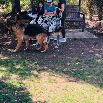 San Dimas Dog Park - Ziggy black & white Great Dane so sweet! Max & Missy GS - Dog Parks Near Me - San Dimas, California