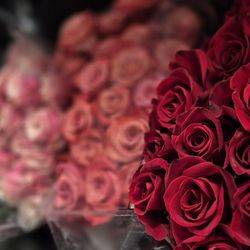 Costco Wholesale - Roses
