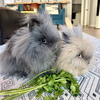 Bunny World Foundation - Naya and Rei - Community Service/Non-Profit Near Me - Los Angeles, California