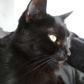 Divine Creatures Pet Services - Luna the Magestic - Pet Sitting Near Me Divine Creatures Pet Services - Luna the Magestic - Pet Sitting Near Me