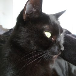 Divine Creatures Pet Services - Luna the Magestic