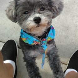 Bubble & Bark - My little Lucy all groomed!