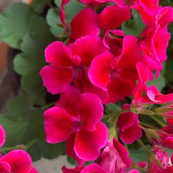 Floral-Ific Creations - Beautiful geraniums from Floralrific Creations!