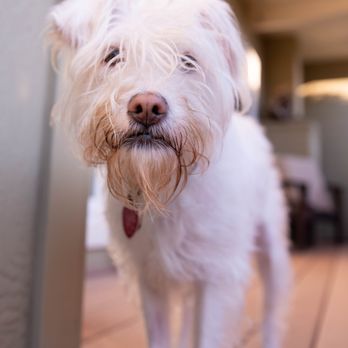 Dan Perata Training - Pet Training Near Me - San Francisco, California