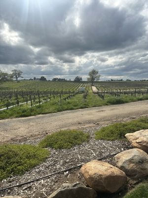 Bokisch Vineyards by null