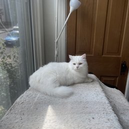 Casper my cat