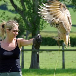 Spice UK - Birds of Prey