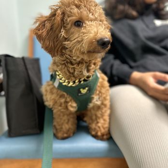 VCA Pets First Animal Hospital - Mr Bentley - Veterinarians Near Me - Richmond, Virginia VCA Pets First Animal Hospital - Mr Bentley - Veterinarians Near Me - Richmond, Virginia