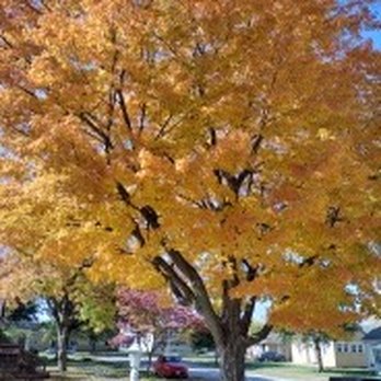 Hopes Tree Service - Tree Services Near Me - Chenoa, Illinois