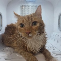 TJ's Mobile Grooming - Kitty is drying in the warm nest.