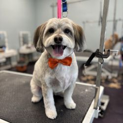 Dang Diggity Dog Organic Pet Grooming - Milo