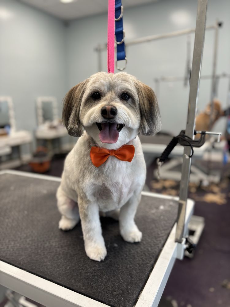 Dang Diggity Dog Organic Pet Grooming