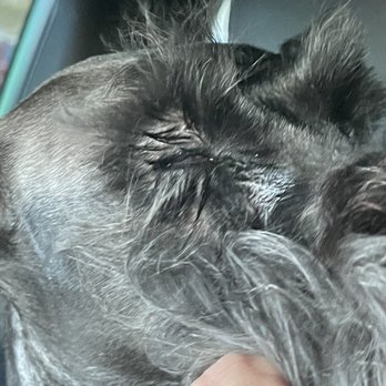 Dog House Miami - Pet Sitting Near Me - Miami Lakes, Florida