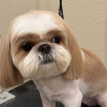 Whitley’s Paw Spaw - Pet Groomers Near Me - Carmichael, California Whitley’s Paw Spaw - Pet Groomers Near Me - Carmichael, California