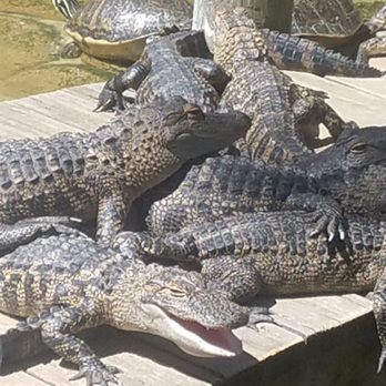 Congo River Golf - Mini Golf Near Me - Clearwater, Florida