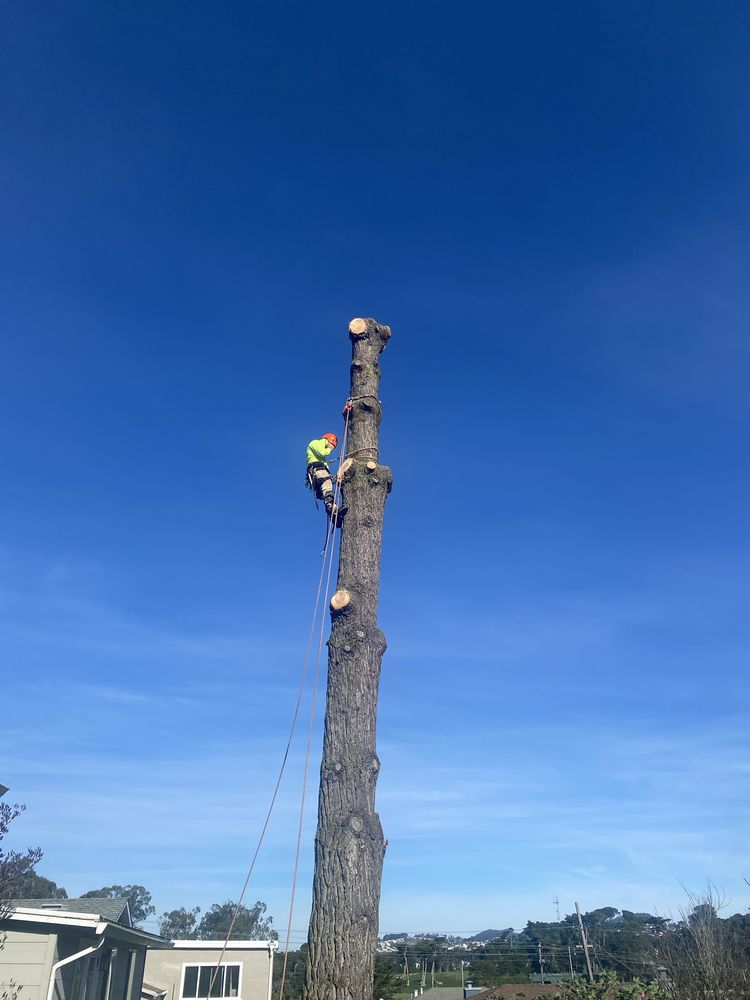 Juarez Tree Service - tree service in San Rafael, CA