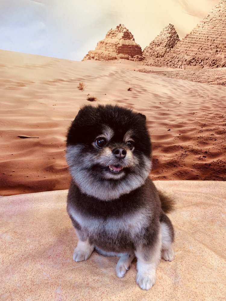 LOVING LATHER MOBILE PET GROOMING Updated September 2024 129 Photos