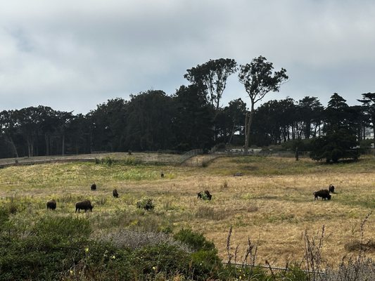 Bison Paddock by null
