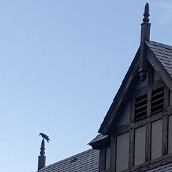 Allen Elizabethan Theatre - Crow perched on roof