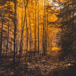 Colorado Tour Company