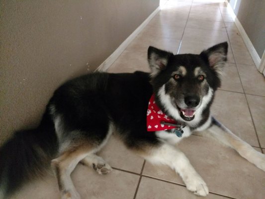 gypsy dog mobile grooming