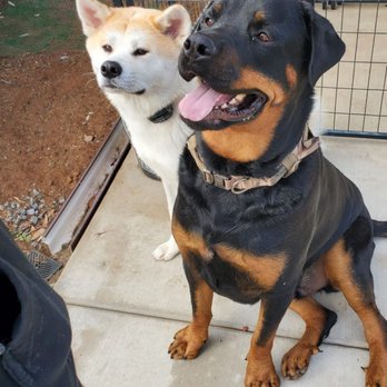 Strategic K9 Training - Pet Training Near Me - Spring Valley, California Strategic K9 Training - Pet Training Near Me - Spring Valley, California