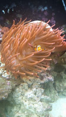 Three Little Fish by null